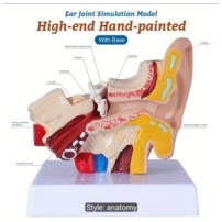1.5 Times Human Ear Anatomy Model