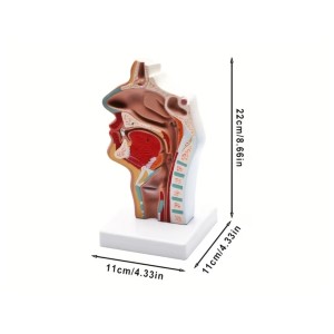 Human Nasal Cavity, Oral Cavity, and Throat Anatomical Model