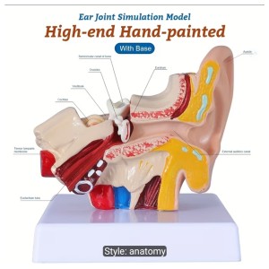 1.5 Times Human Ear Anatomy Model